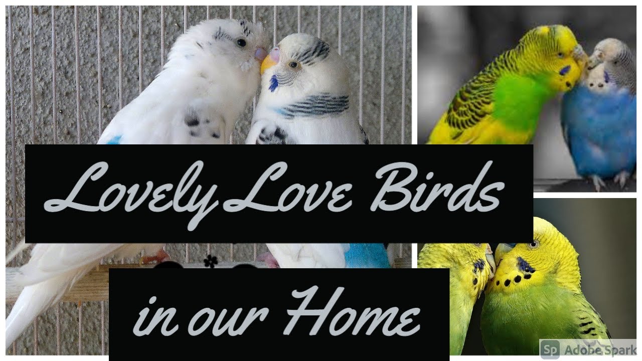 Love birds YouTube