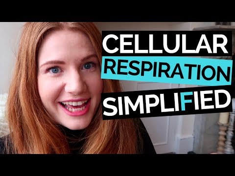 Cellular Respiration Simplified