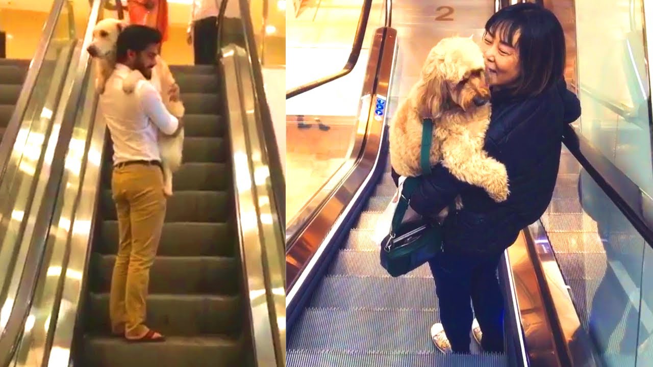 Dog Owners Carrying Their Cute Dogs On Escalators - Scared Dogs