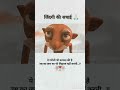 budhe# Dada #ke liye ek# like Karen# aur #surprise# mein🥹🥹🥹😍😍