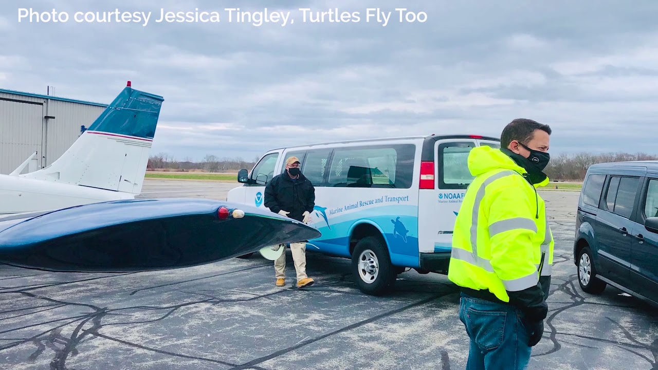 Audubon Nature Institute Rehabilitates 30 Cold-Stunned Sea Turtles