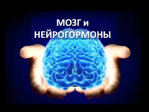 Мозг и нейрогормоны