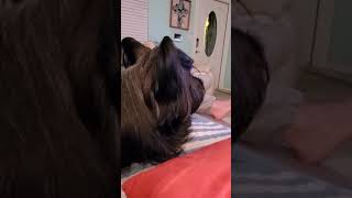 Nelson The Skye Terrier by Bette Luksha-Gammell 51 views 3 years ago 1 minute, 24 seconds