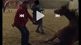 Katharina Die Grosse Liebte Sie Ein Pferd Youtube