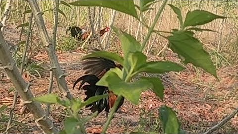 Bẫy gà rừng 2/1/2024, Bổi tơ quá sung, AE xen vui.