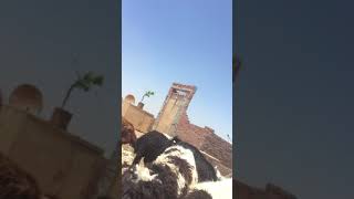 تزاوج الماعز الشامي مع الماعز المصري