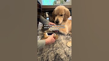 Affordable paw print keepsake for your beloved pet #pet #keepsake