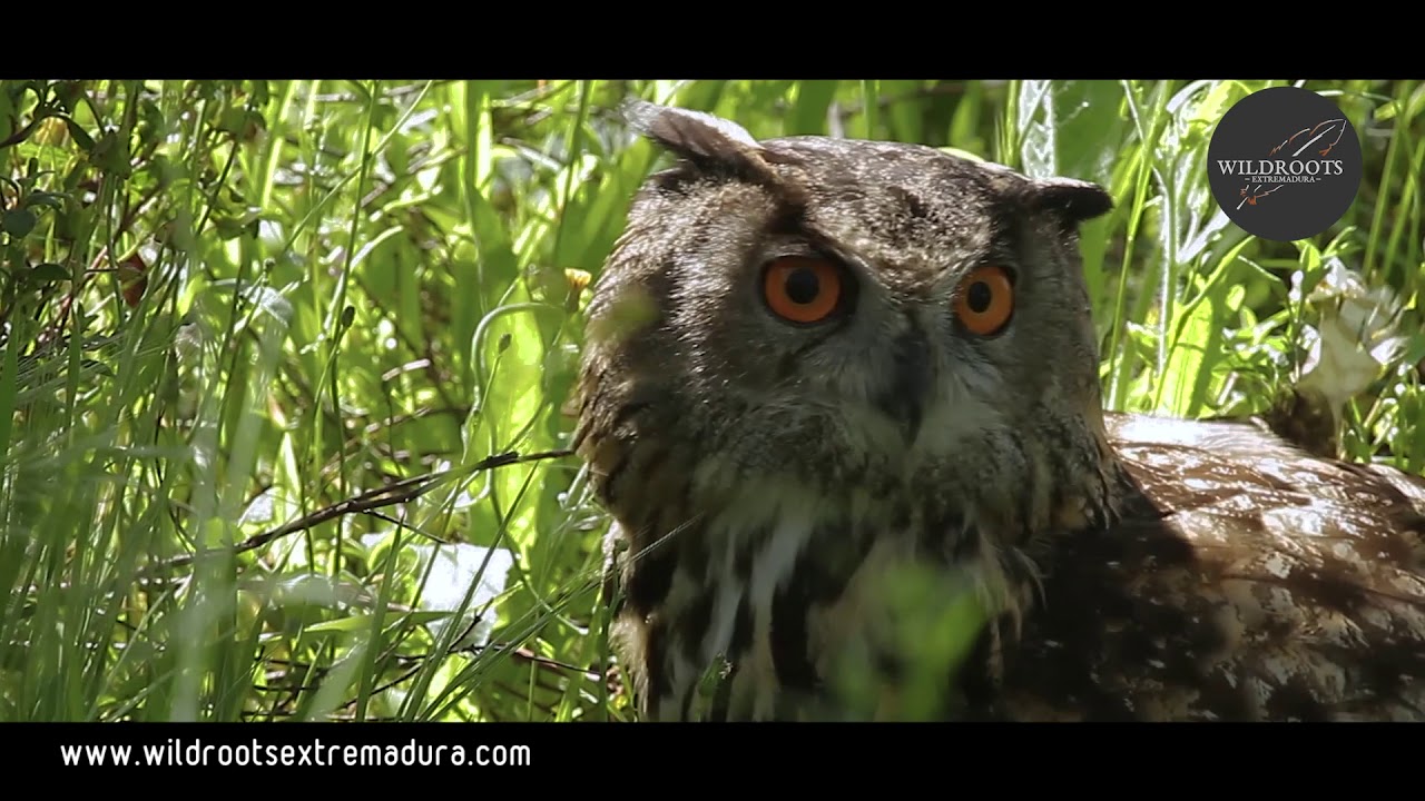 WILDROOTS EXTREMADURA