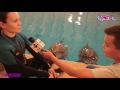 Как тренируются дельфины?