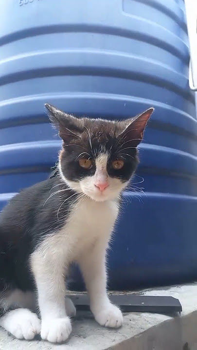 aku cari cari kamu ternyata di atas pagar toren 😄#cat #imut #kitten #cutecat #shorts
