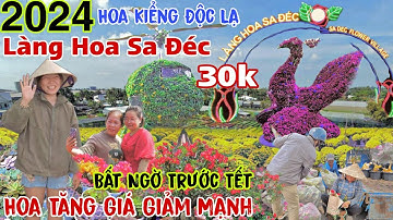 Tết 2024 Làng Hoa Sa Đéc Bất Ngờ Hoa Tăng Giá Giảm mạnh nôn nao chuẩn bị phục vụ Tết Giáp Thìn