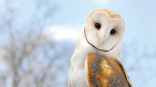 This Is All You Need To Know About Barn Owls