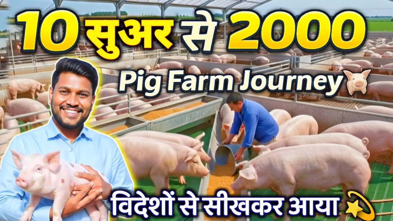 👉 10 सुअर से 2000 Pig Farm तक का सफर | Pig Farm Journey | India