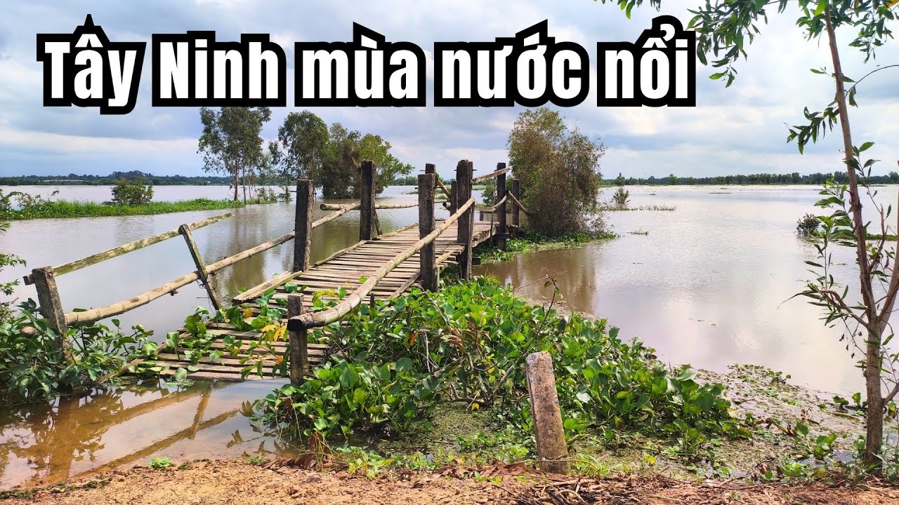 Tây Ninh mùa nước nổi , không còn con sông nước dâng tràn lên bãi bồi 