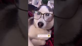 HUSKY GROWING 12 MONTHS#dog #doglover #video #dogs #fun #reel #follow #cute #like #reels #love #4k