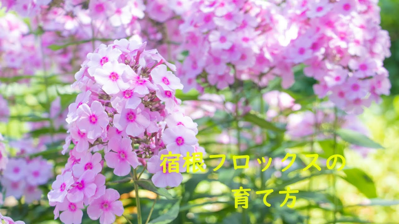 宿根フロックスの育て方 Youtube
