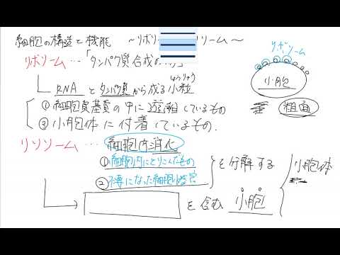 【生物】リボソームとリソソームを7分で覚える動画