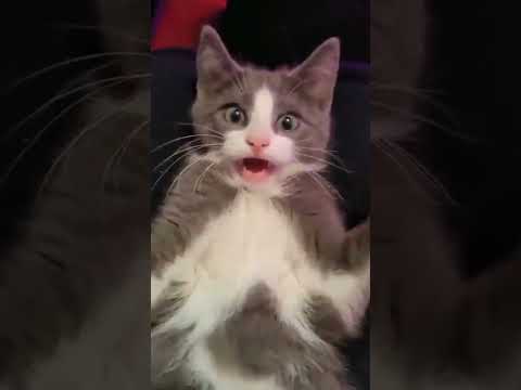 TATLI KEDİ short 🐾😂 #video #shortvideo #tiktok #cat #viralvideo#funny #keşfet