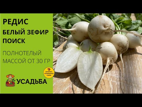 Оригинальный Редис Белый Зефир. 35 грамм корнеплод! Сочный, полнотелый, ароматный!