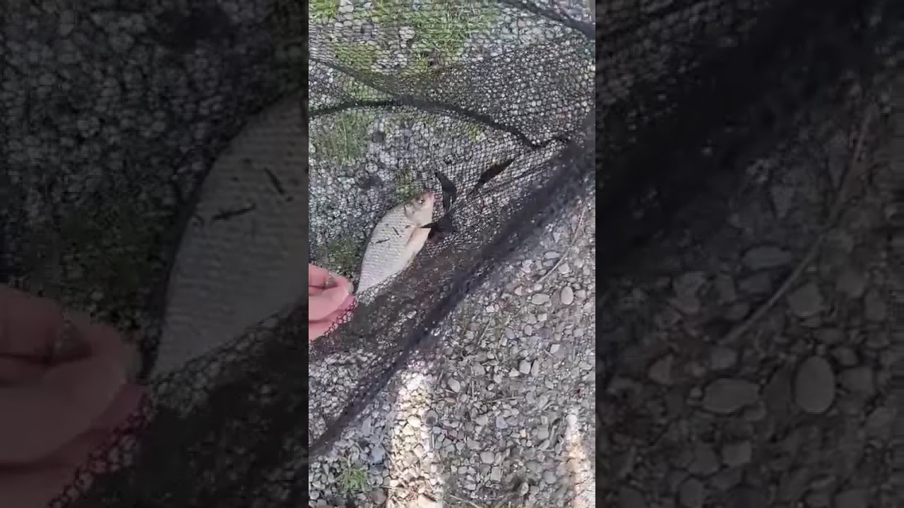 рыбалка на базе отдыха у "Алексея " село черно-речка  карась сколько грам пиши варианты