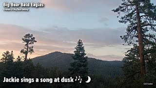 Big Bear🦅Jackie Sings A Song At Dusk🎶🌙2022-08-02