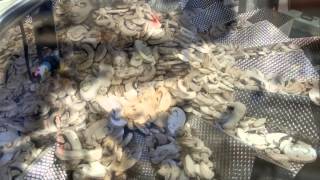 Actionpac Fully Automatic Mushroom Packaging System - Modular Elevator, Combination Scale, Indexer