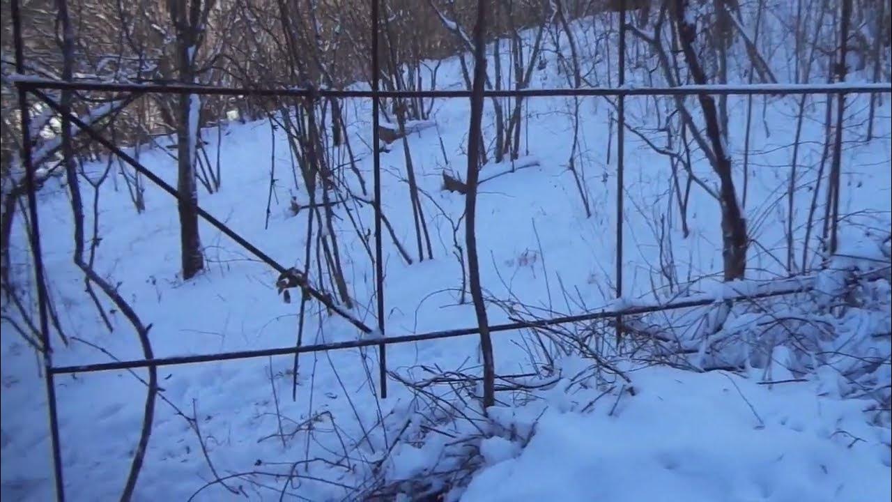 Притча о николае. Притча о николае