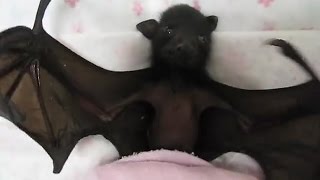 4 Weird Facts About Bats
