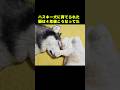 ハスキー犬に育てられた猫は４年後こうなってた...#shorts