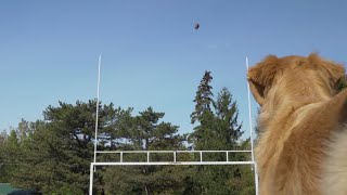 Van Bortel Subaru - Field Goal