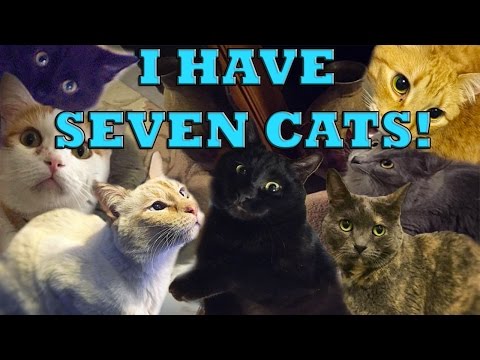 I HAVE SEVEN CATS! - I HAVE SEVEN CATS!