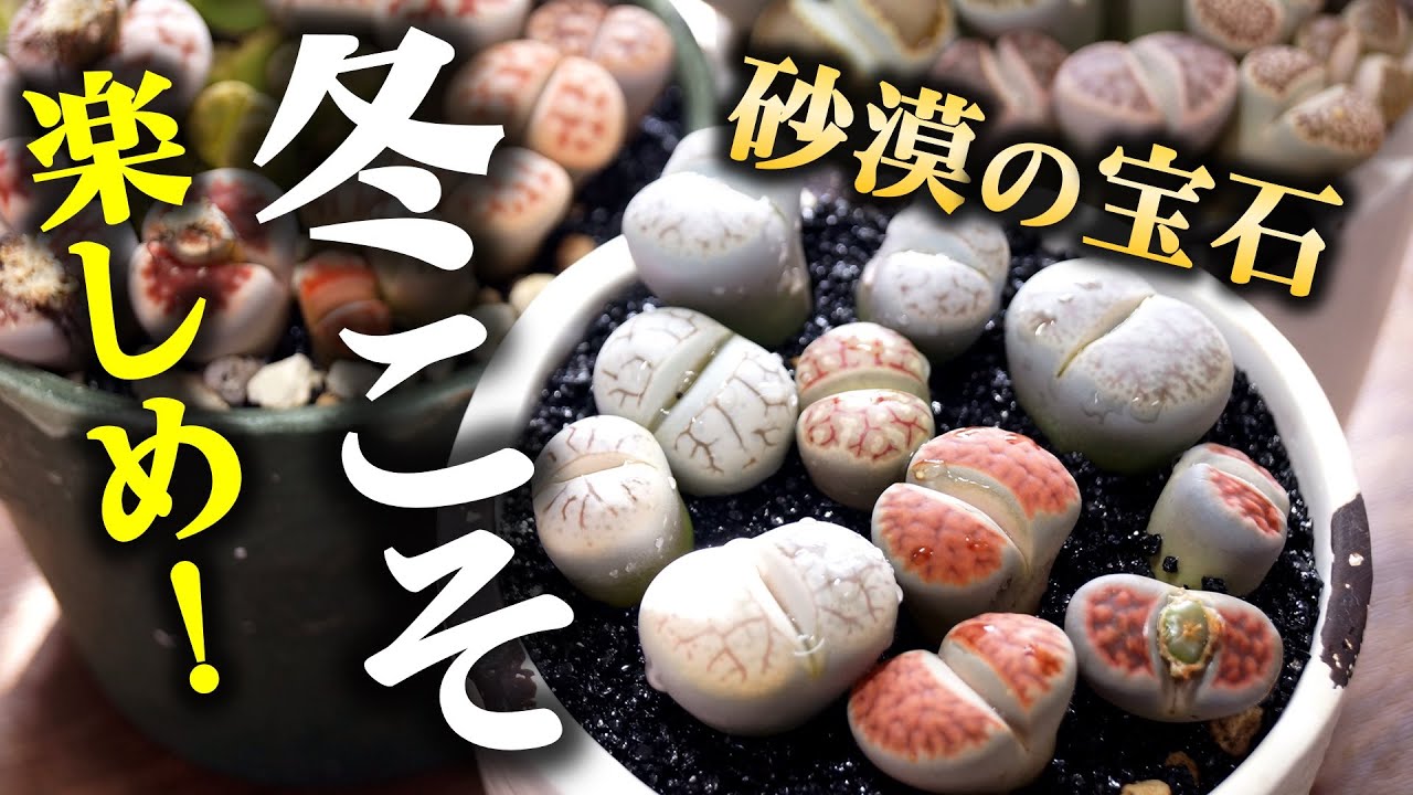 【冬に熱い園芸！】まるで”宝石”のような観葉植物を育てよう♪【多肉植物リトープスの育て方】