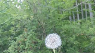 Dandelion in slow motion