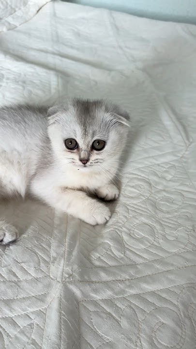 МИЛЕНЬКИЙ КОТЁНОК🥰🥰 #music #реки #shorts #котики #кот #милыекотики # ...