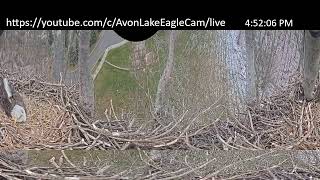 AvonLake EagleCam Live Stream