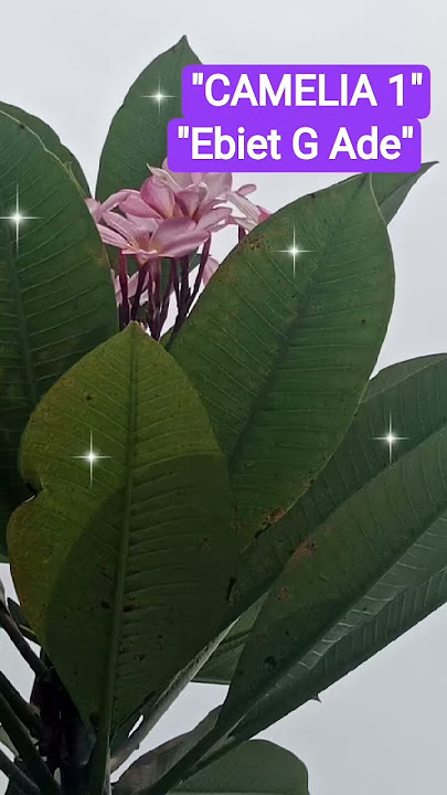 CAMELIA 1 , Ebiet G Ade