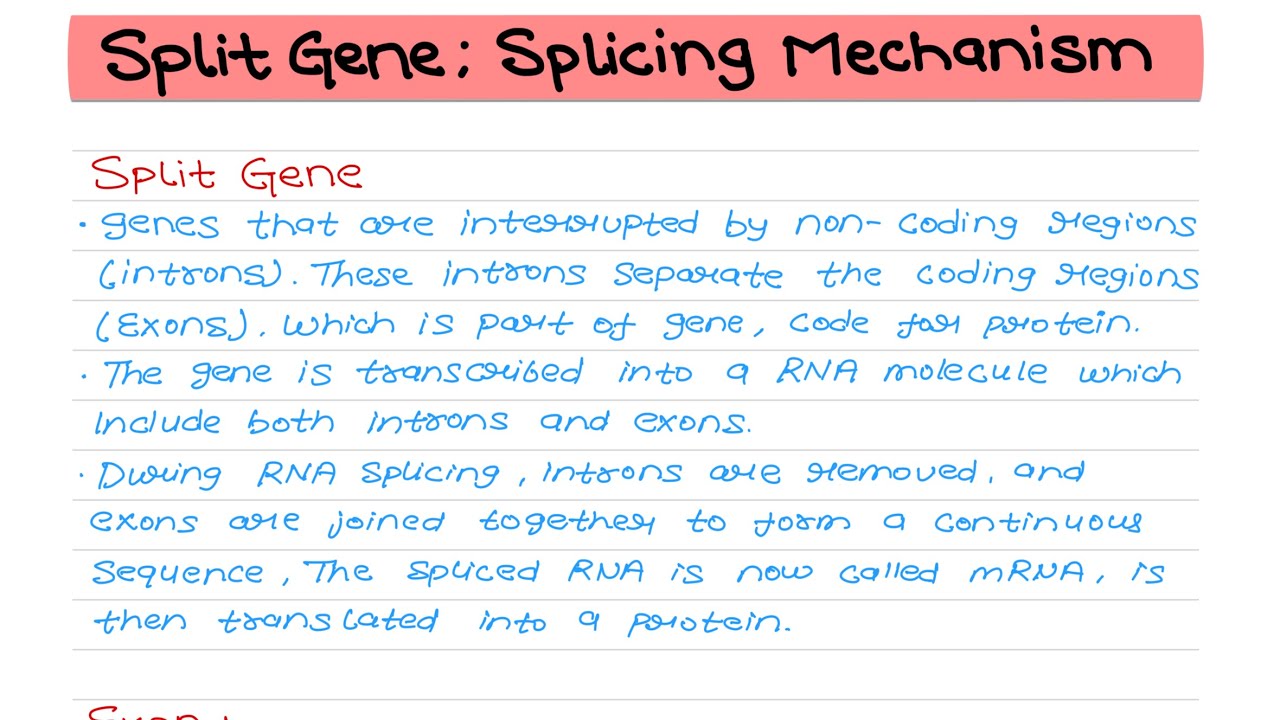 Split Gene: Exons & Introns | Splicing Mechanism | DSC 14 Cell & Molecular Biology | DU Zoology Sem5