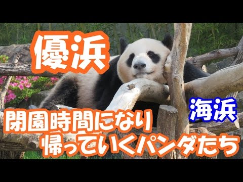 閉園時間になり帰っていくパンダたち、海浜と優浜 @アドベンチャーワールド 2016.5.27