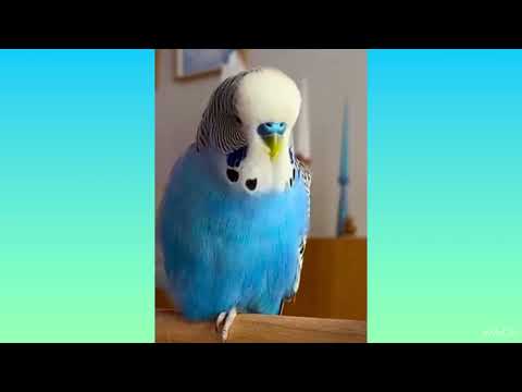 Budgie one-leg trick is mind blowing! #parrot #viral #parakeet #parrot #shorts