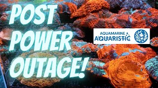 Aquamarine Aquaristic - Post Power Outage!