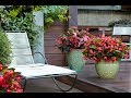 Surefire Begonias--Love the Shade and the Sun!