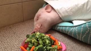 Tallulah Mae the mini pig is happy for her surprise lunch !