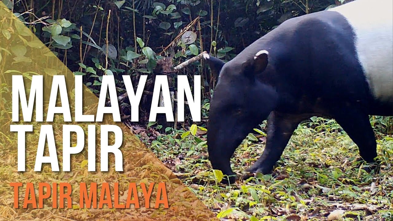 The Malayan Tapir