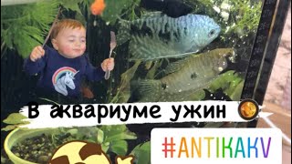 Выбор корма для Ваших аквариумных рыбок