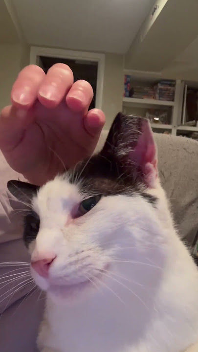 some purr therapy for you