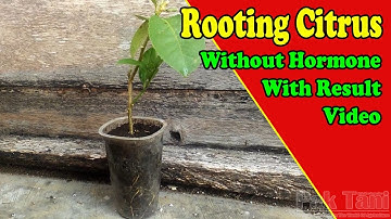 Growing Citrus Tree From Cuttings With Result by Grafting Examples