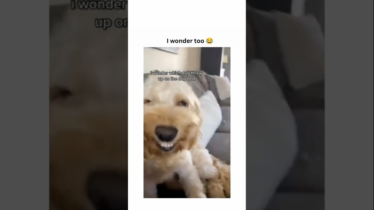 dogs being idiots part 430 #funny #funnydogs #pets #funnypets #petvideos #funnyanimals #animals