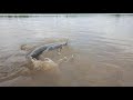 Vere Big Rohu धर्मपुरी नर्मदा नदी में 300 किलो की मछली दिकी