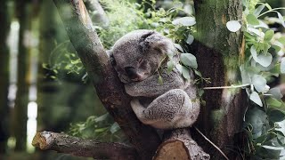 Sleeping Koala in Eucalyptus Tree 🌿 | Calming Music for Relaxation, Stress Relief & Sleep screenshot 3