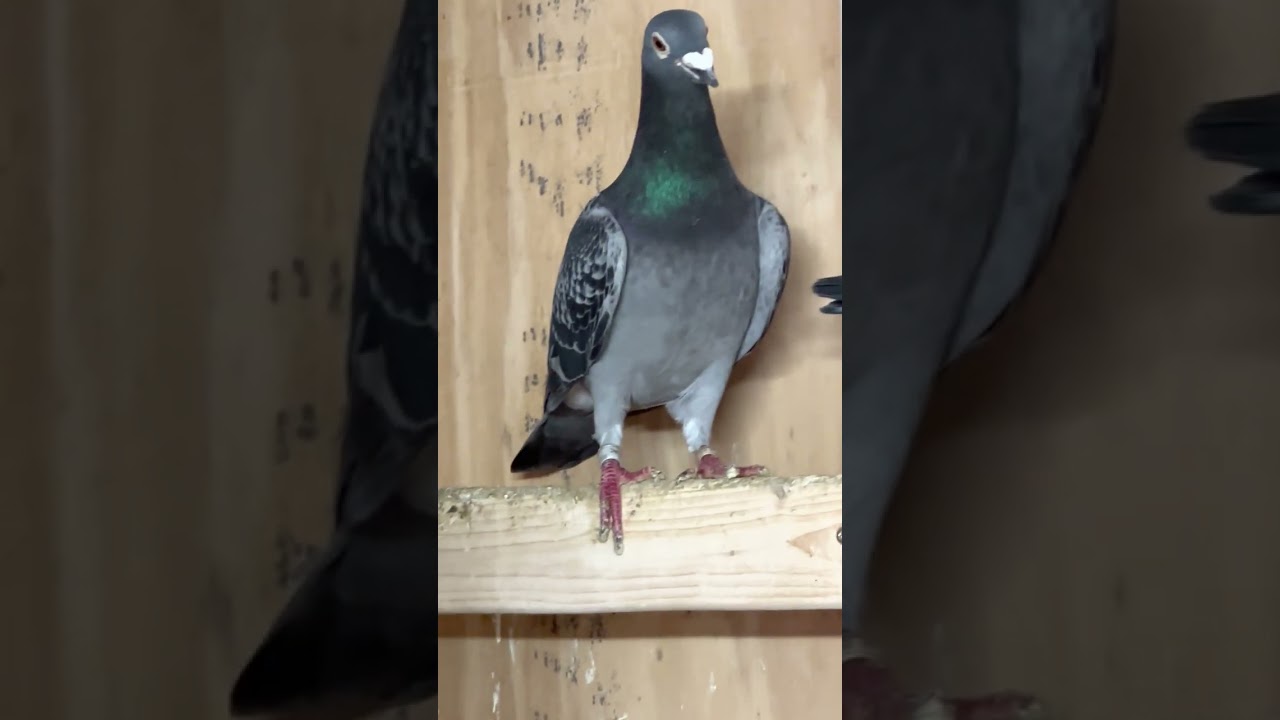 سلام عليكم وياكم اخوكم يوسف الكوردي من امريكا اليوم الشرح على الاكل والتدريب